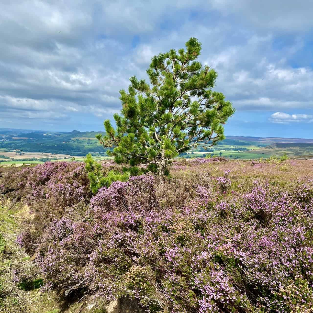 It's August and the distinctive purple tones of the blossoming heather are lovely.
