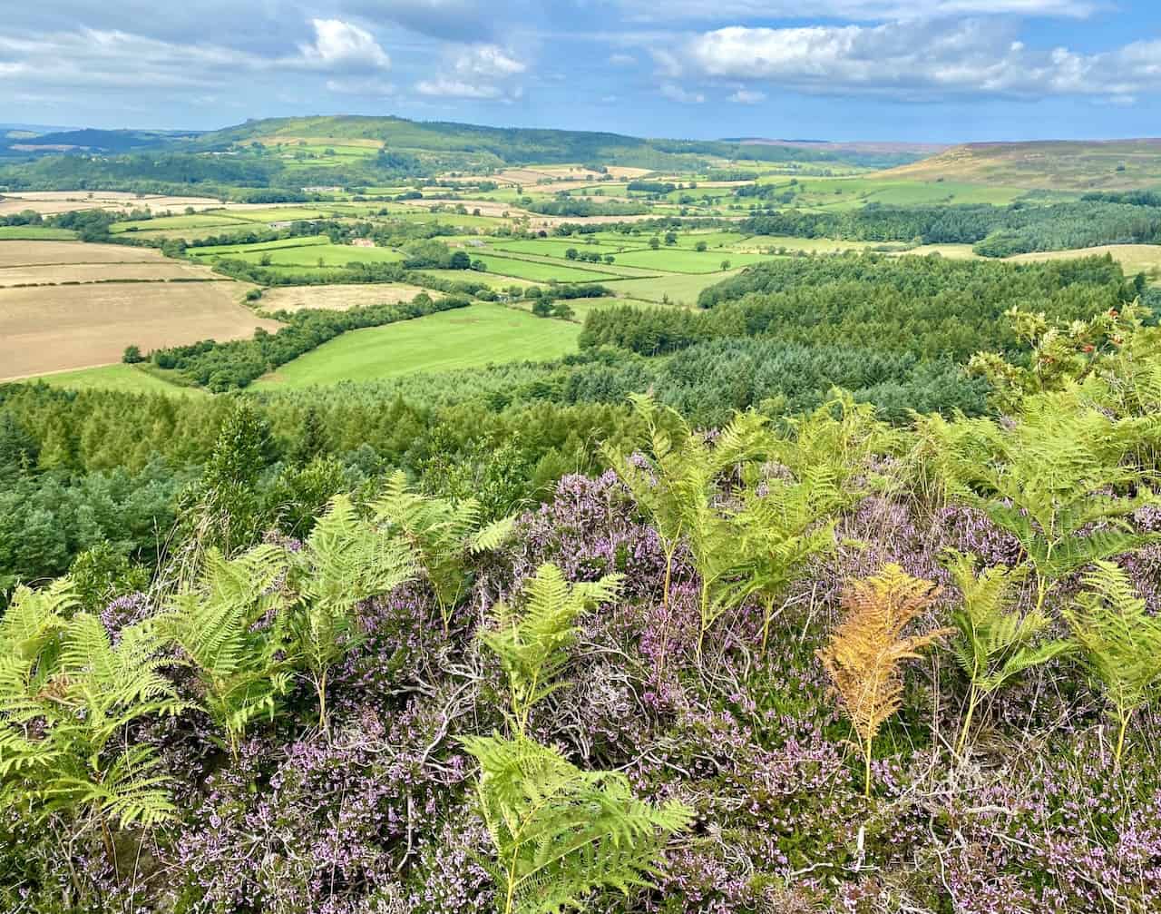 Amazing views from Ingleby Bank across North Yorkshire and the North York Moors. At Ingleby Bank we're about two-thirds of the way round our Urra Moor walk.