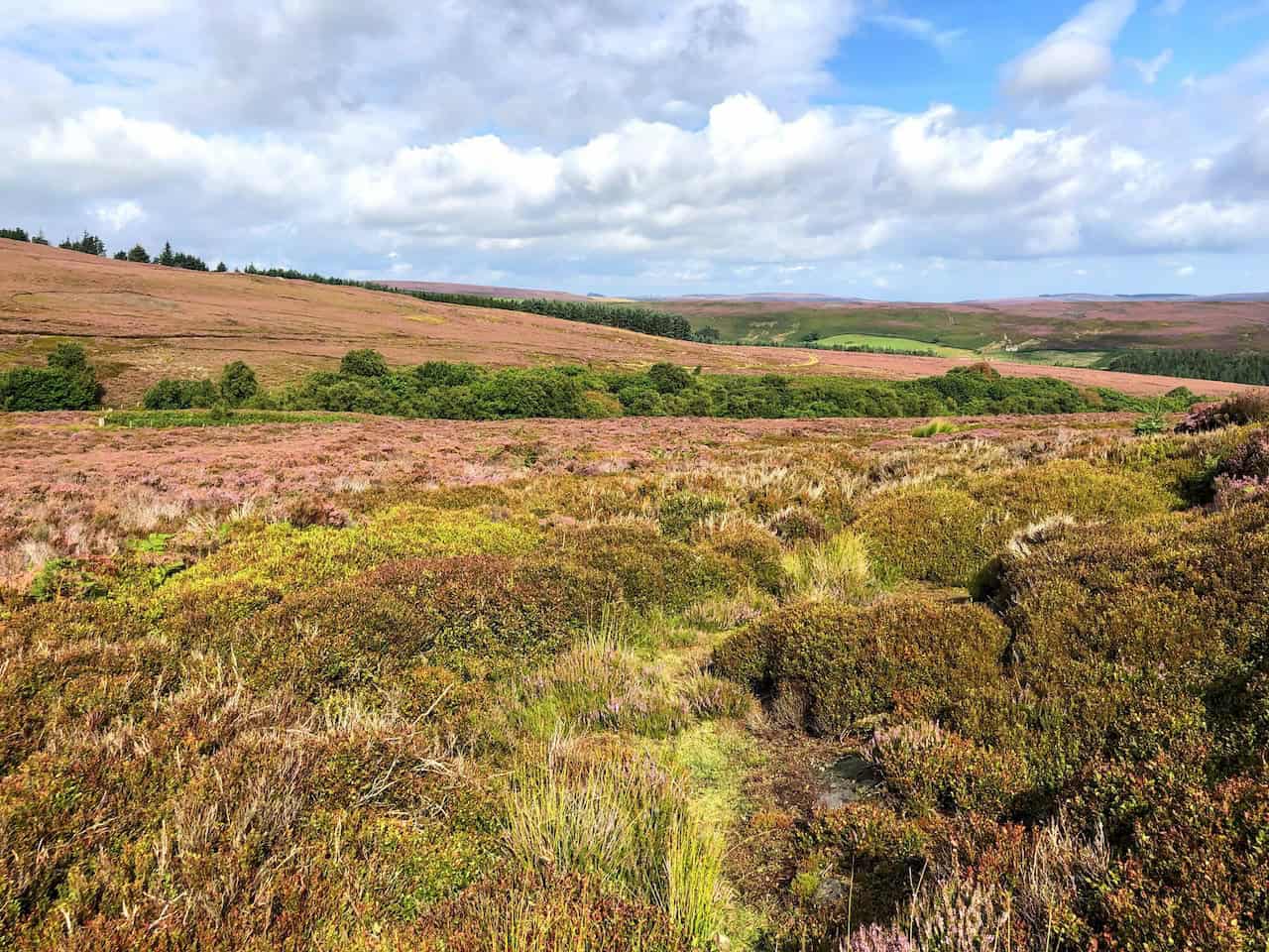 The beautiful colour combinations created by the moorlands, farmlands, and woodlands of the North York Moors are a visual treat.