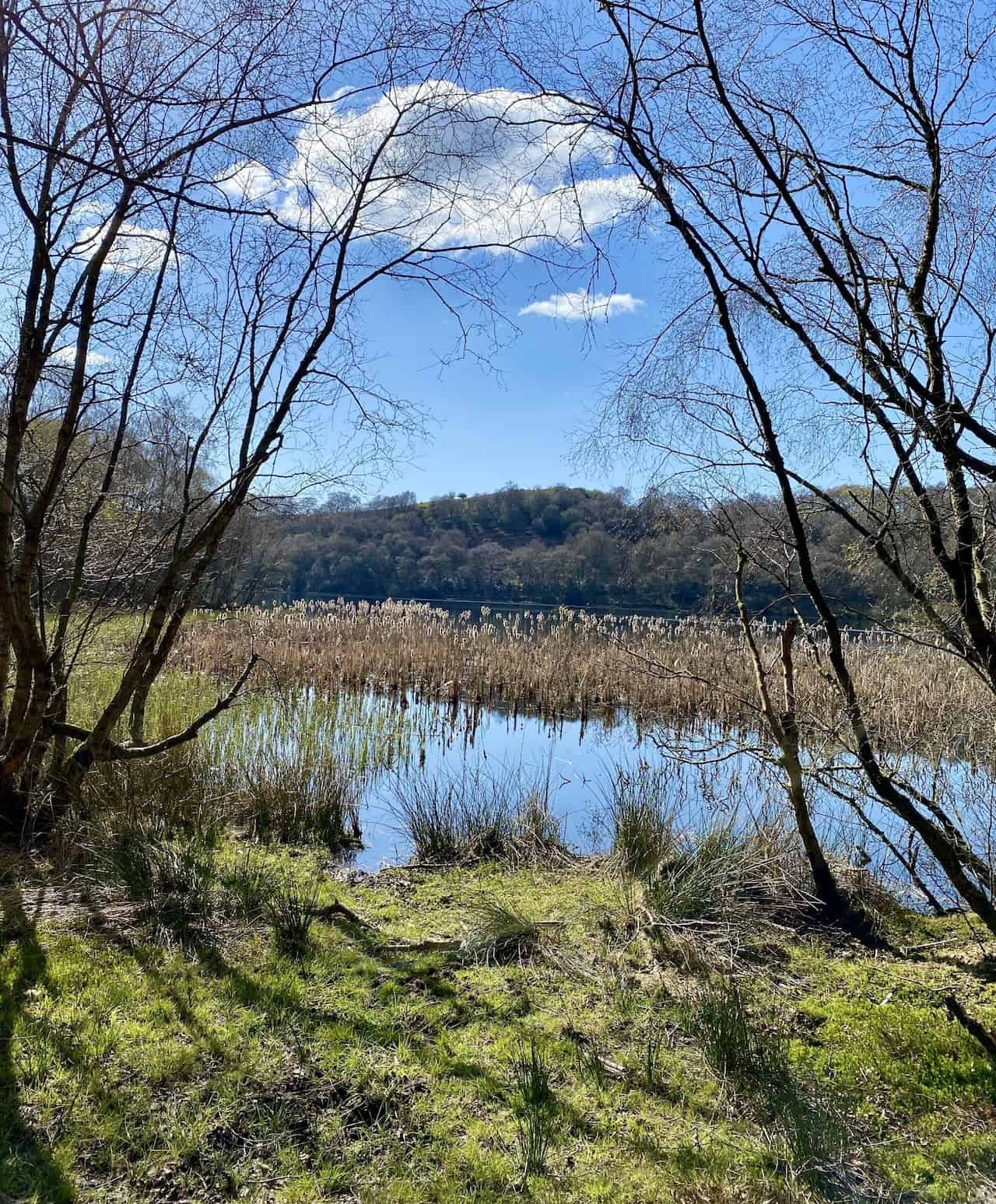 Gormire Lake, a serene natural lowland lake nestled below Whitestone Cliff on the west side of Garbutt Wood.