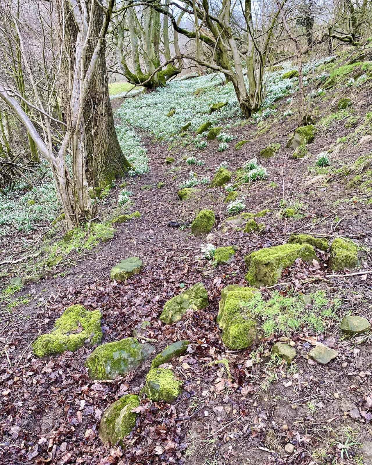 Ancient woodland at Low Banniscue.