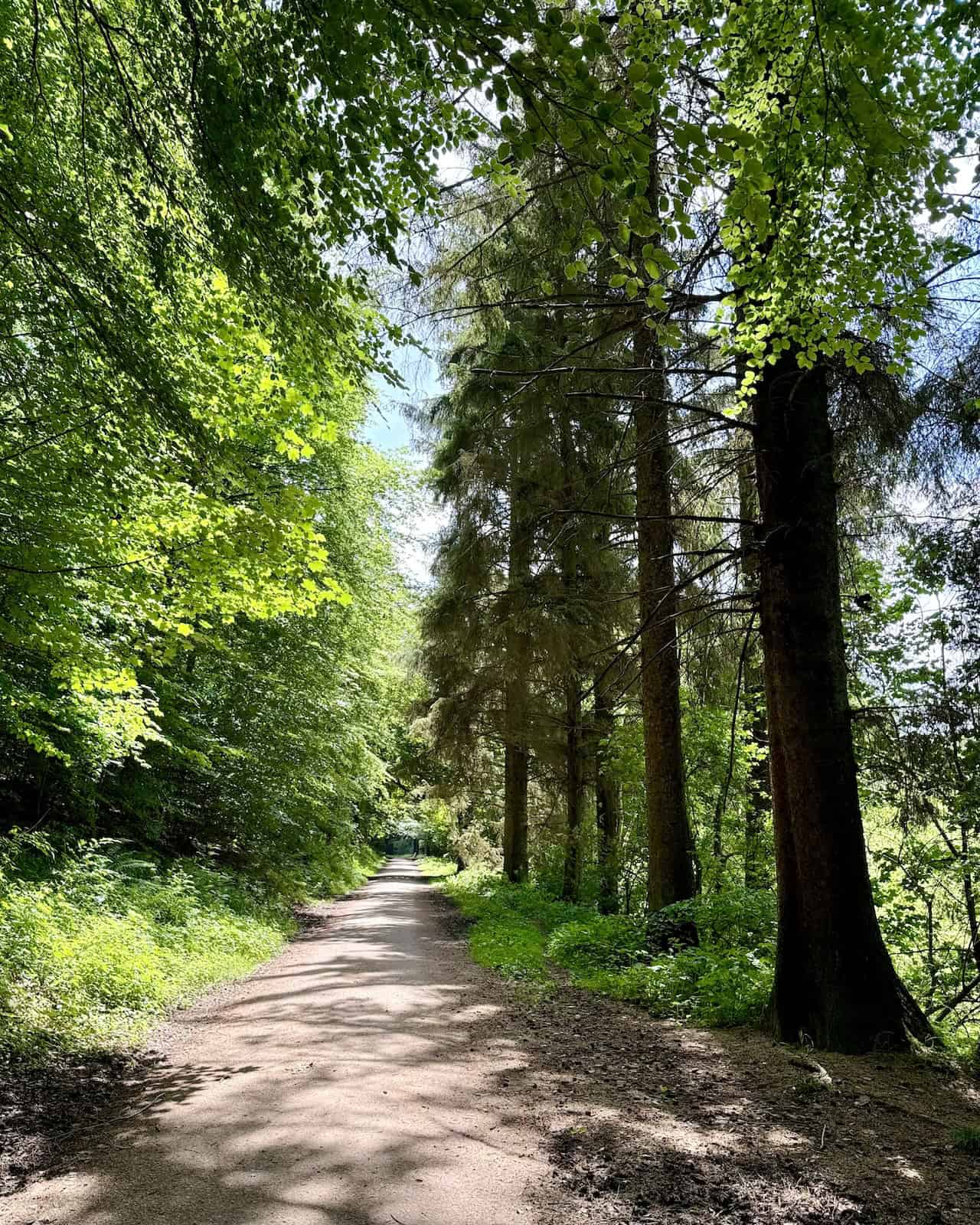 The forestry track heading south through Dalby Forest is beautifully lit by the sun, making our walk even more enjoyable.