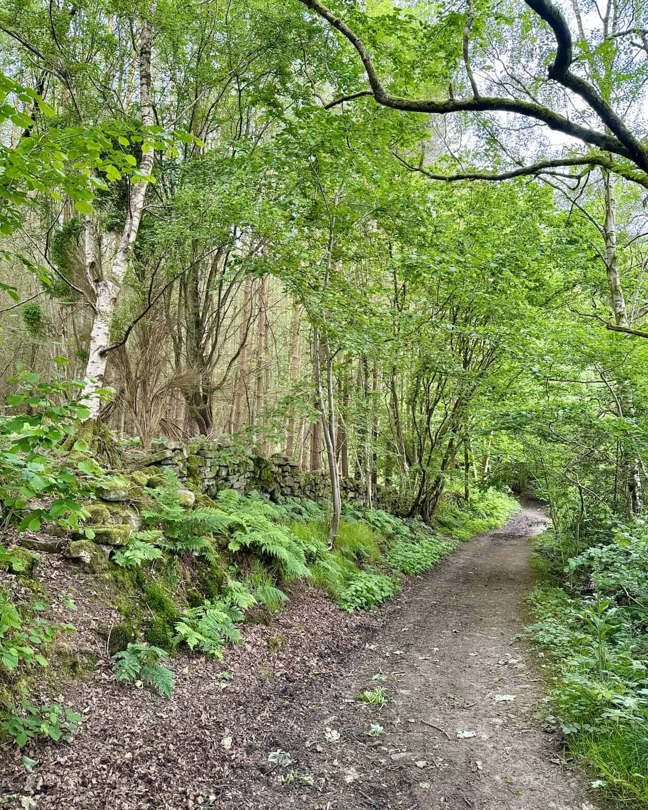 Path leading into woodland and downhill to a footbridge crossing Harland Beck on the Farndale walk.
