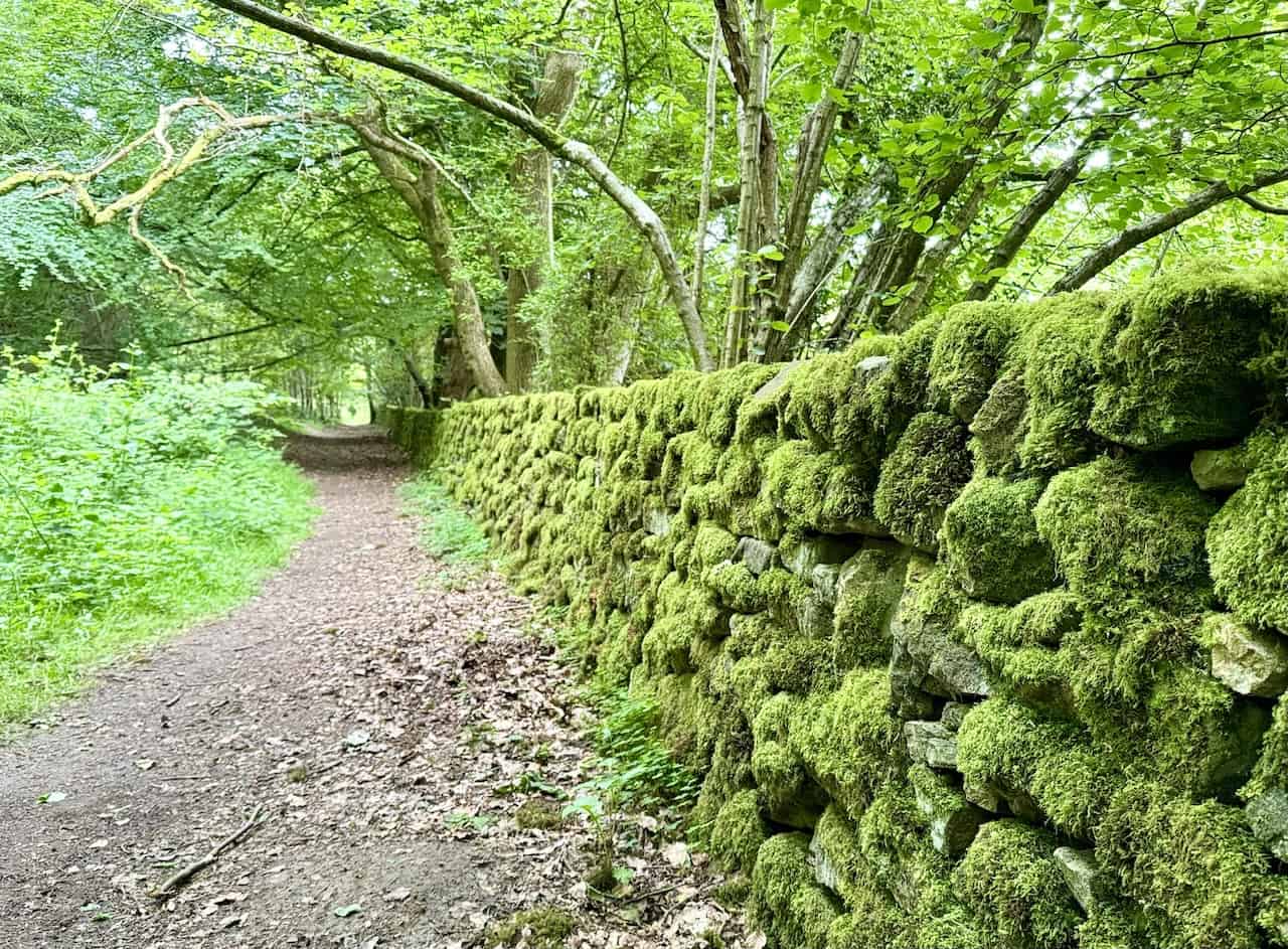 Footpath through Woodland Plantation alongside a moss-covered dry stone wall on the way to the Quaker Burial Ground.
