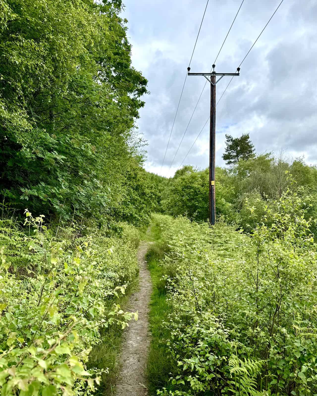Narrow path following telegraph poles on the way to Dale End Bridge, with dense vegetation hiding the River Dove.
