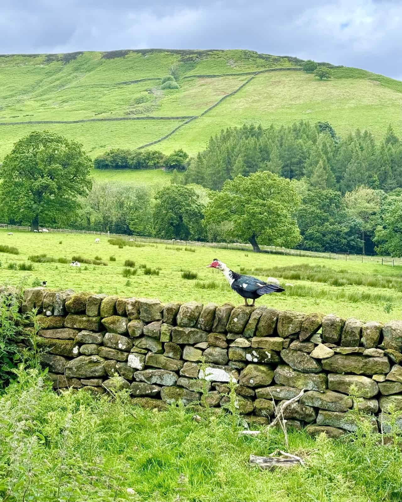 View from Scarth Nick across West Gill valley towards Horn Ridge, with a Muscovy duck perched on a dry stone wall.
