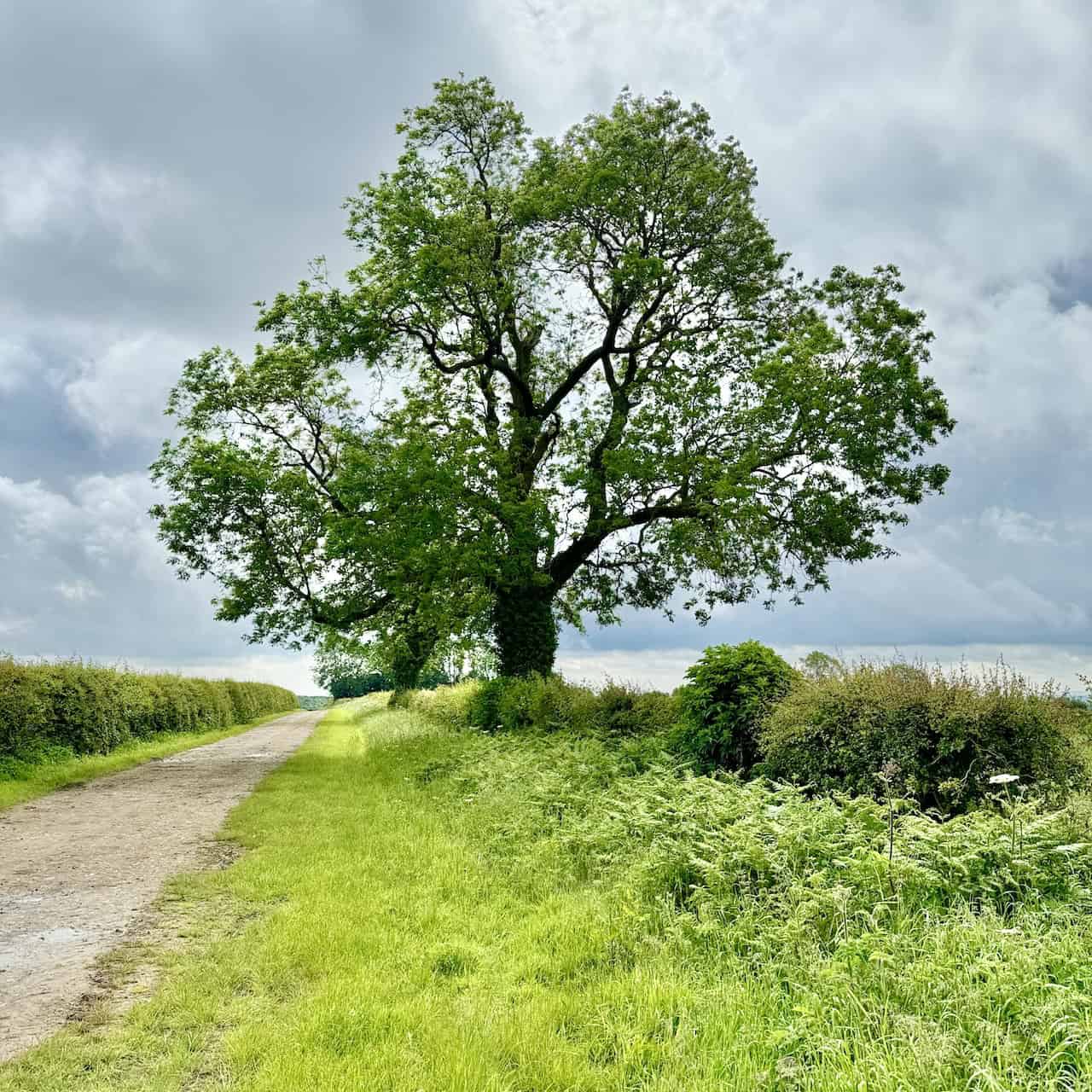 A tall, majestic ash tree marks the way on the side of Keld Lane, bordered on both sides by a hedgerow. The tree signifies the point about one-third of the way round this Helmsley circular walk.
