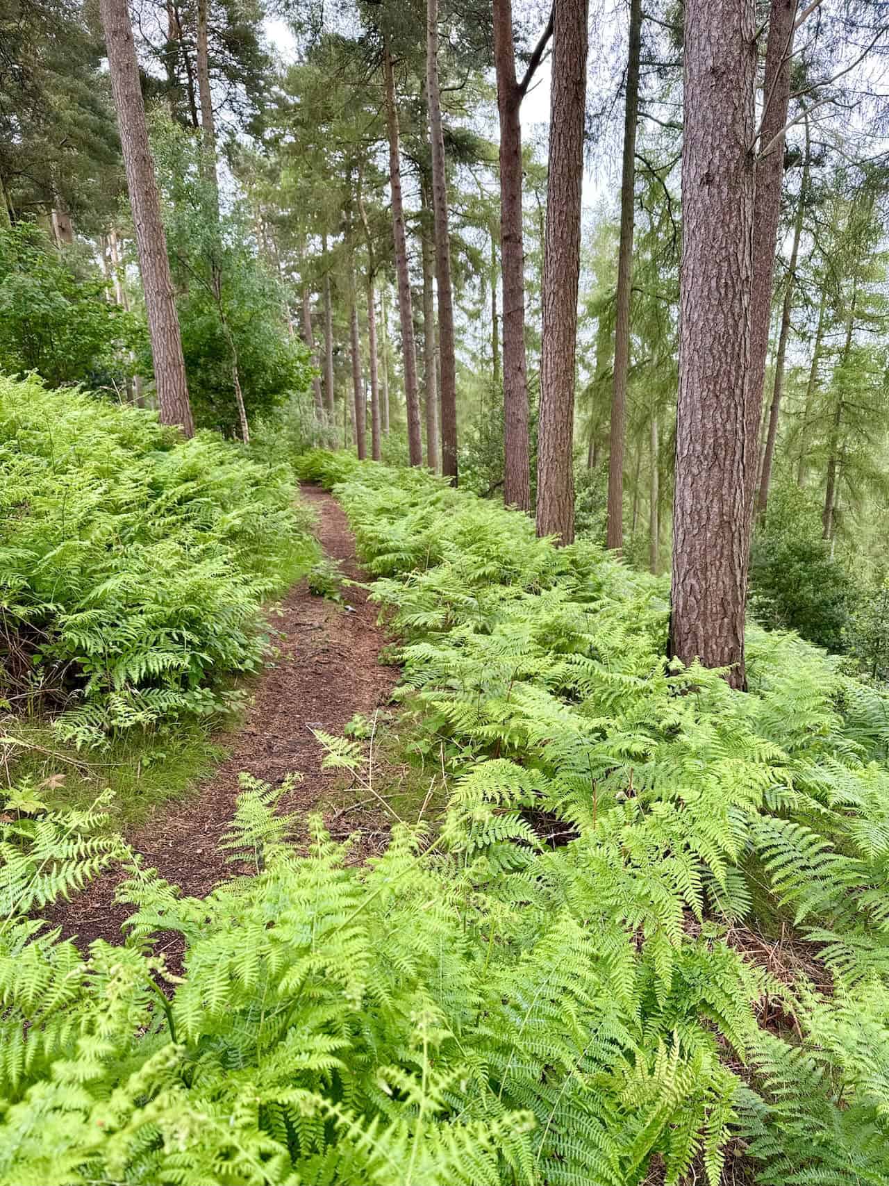 The path along the eastern side of the woods is picturesque, easy to walk along, and peaceful, lined with tall pine trees. It is a highlight of this Helmsley circular walk and about two-thirds of the way round.