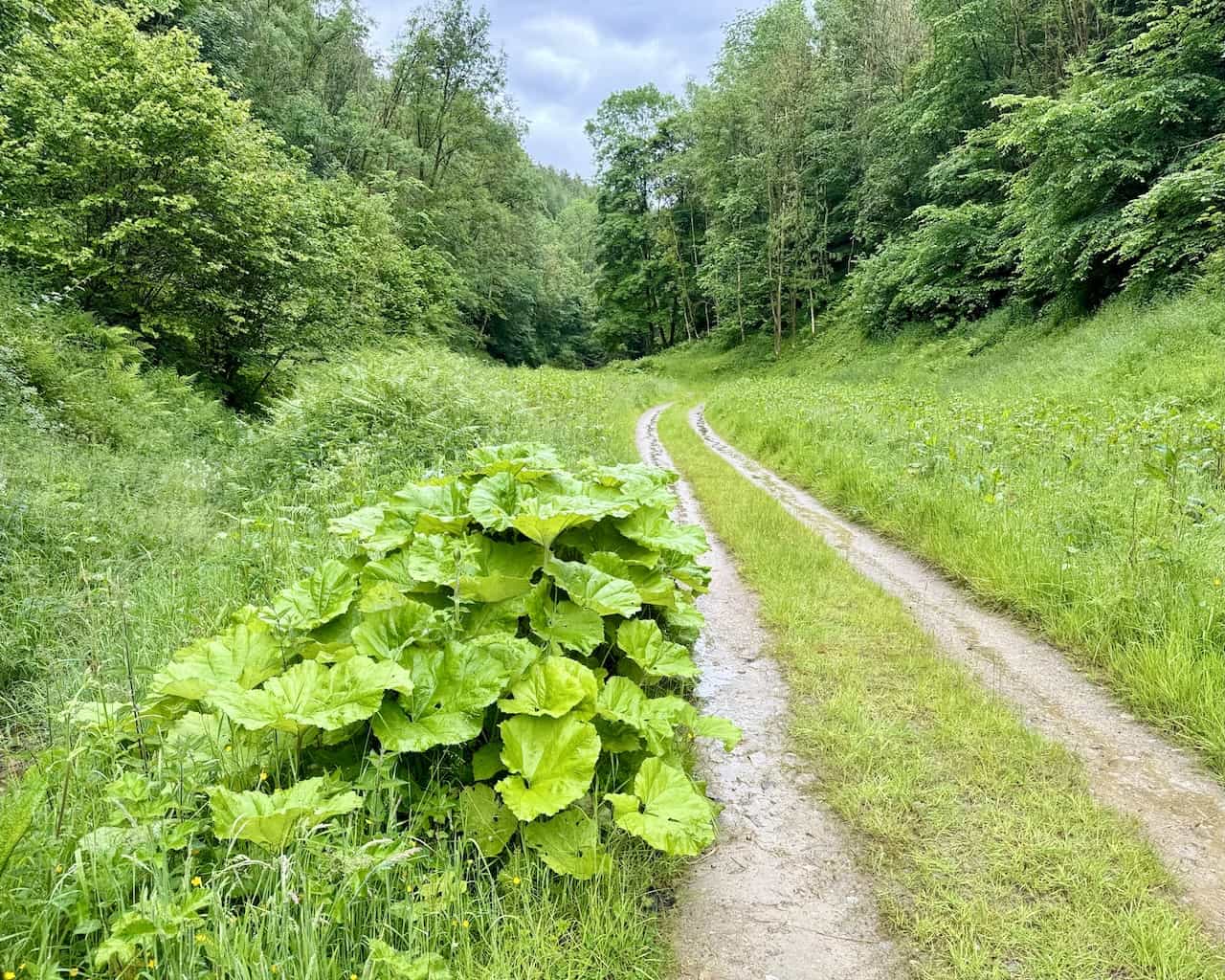 The track south through Beck Dale is similar to Ash Dale, easy to follow, and it meanders through the woods generally following the course of Borough Beck back to Helmsley.