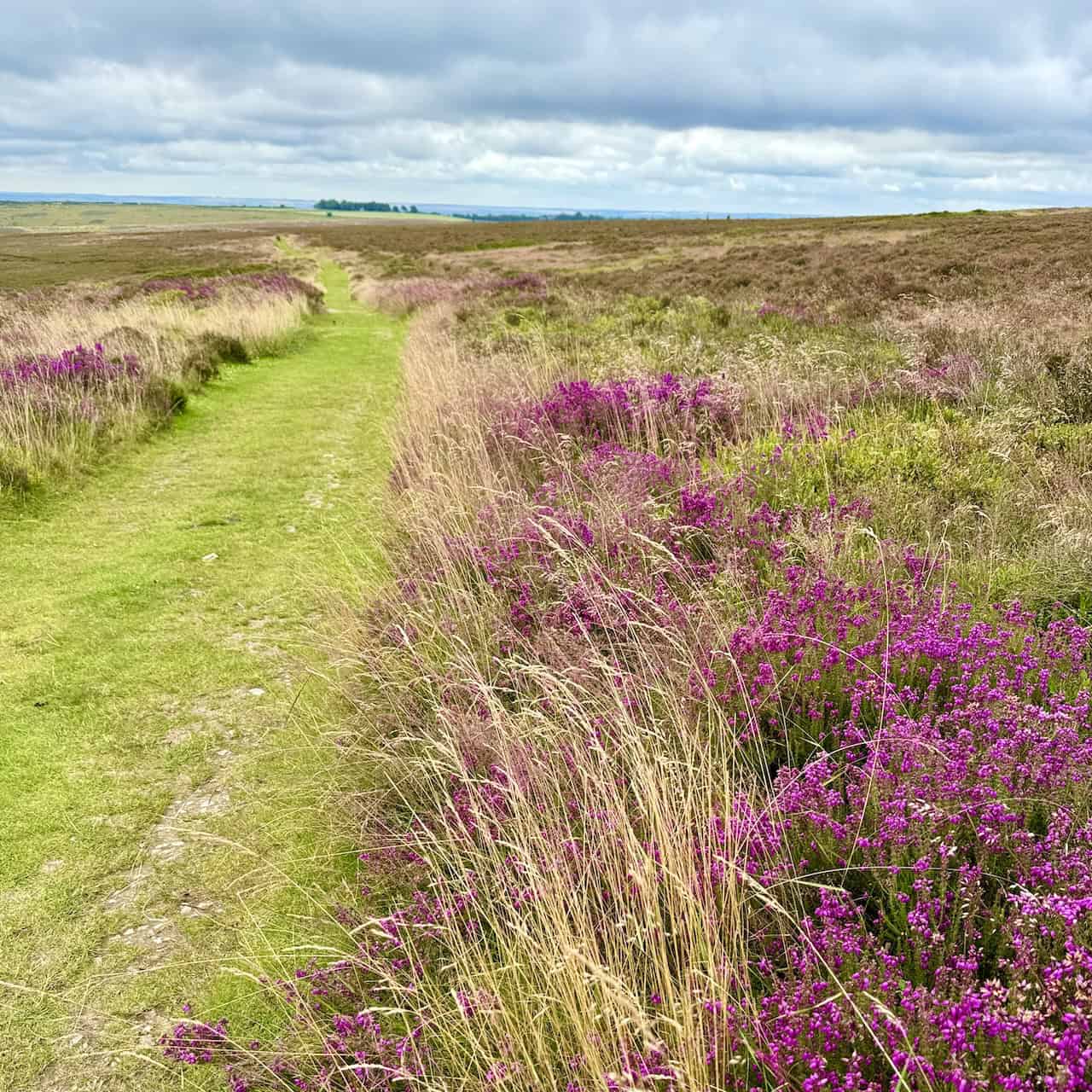 Tabular Hills Walk skirting around the northern and western upper rim of the Hole of Horcum, with the bridleway crossing Levisham Moor and bordered by heather moorland.