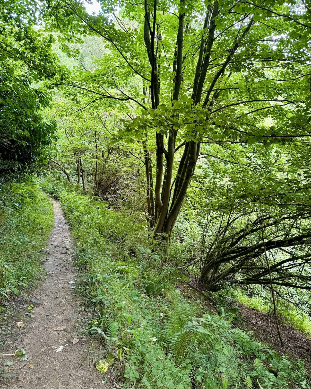 Narrow woodland path heading east shortly after leaving the village of Levisham.