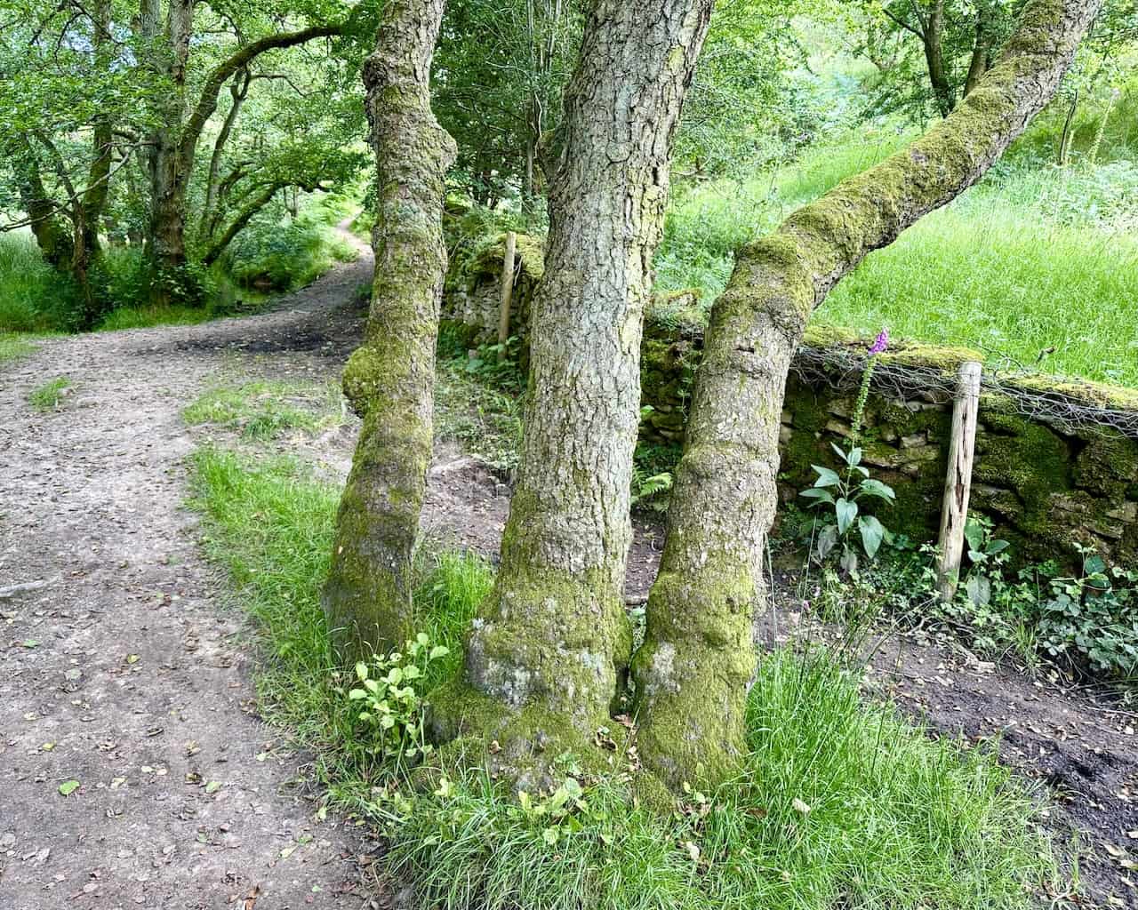 Path continuing north from the picnic area along the side of a moss-covered dry stone wall, with three trees pointing the way.