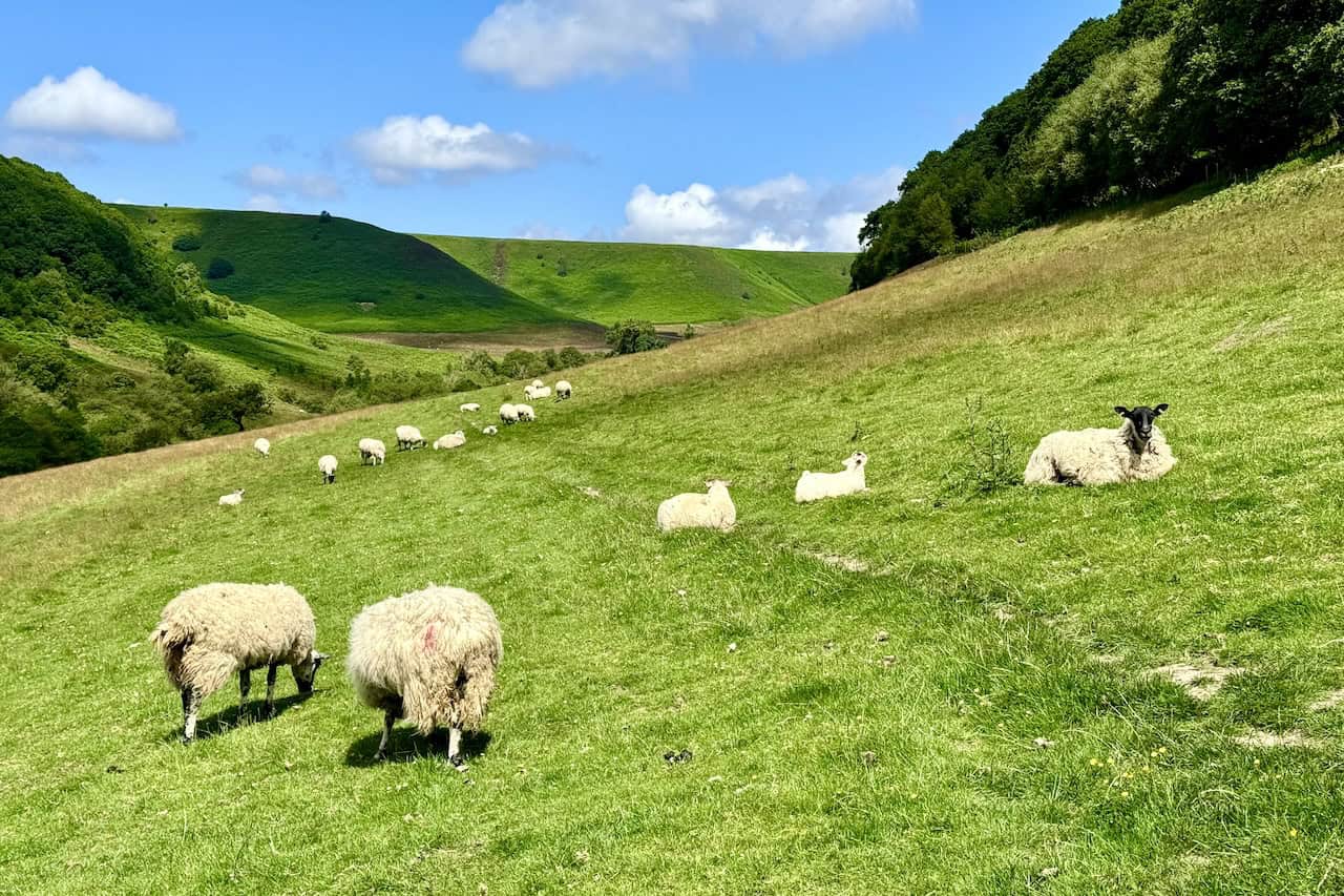 Sheep grazing in the meadowland of Horcum Slack with the north-western slopes of the Hole of Horcum ahead.