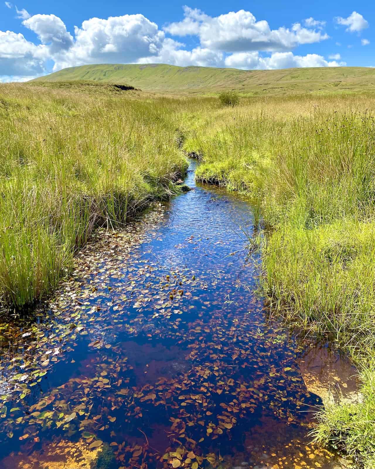 A majestic view of Whernside, as seen from Rough Gill along the Dales High Way, with the mountain dominating the landscape.