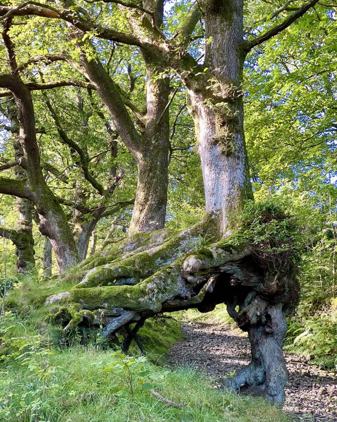 The ancient ‘Wishing Tree’ beside the stone track in Flinter Gill ravine, with a twisted arch of roots, known for granting wishes to those who walk around it clockwise.