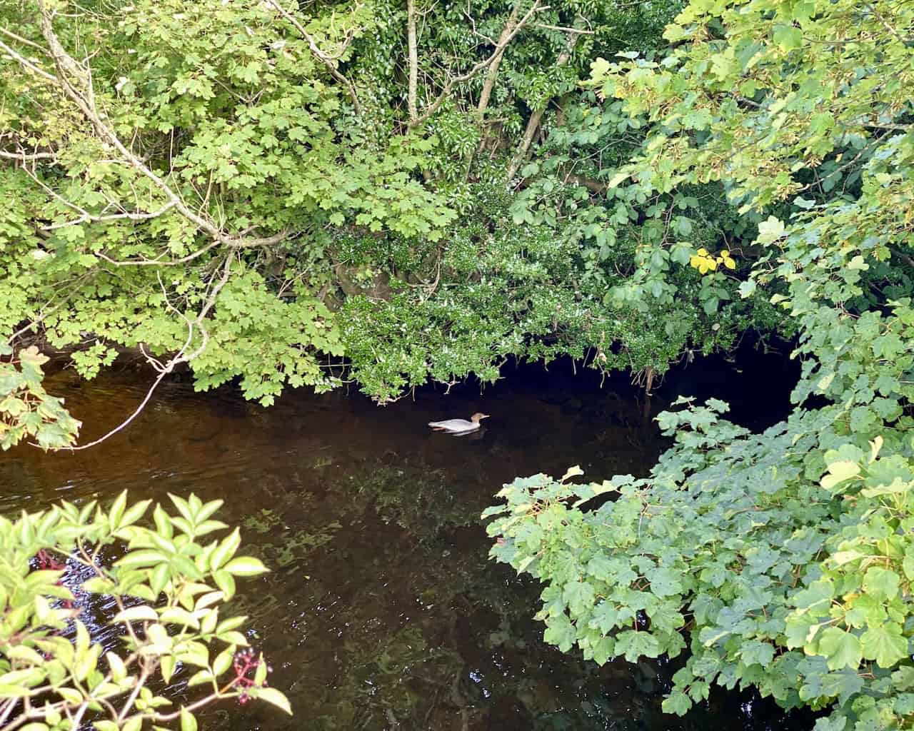 A relaxing and easy section of the Great Coum walk along the Dales Way beside the River Dee.