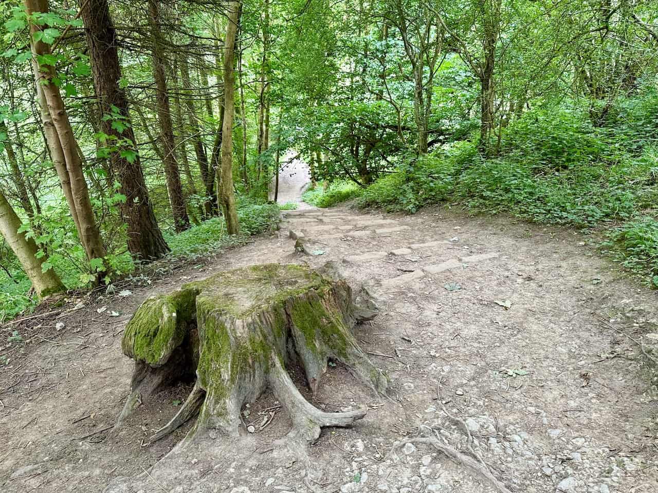 A moss-covered tree stump at the top of stone steps within Blackdale Howl Wood, part of the Helmsley to Rievaulx Abbey walk.
