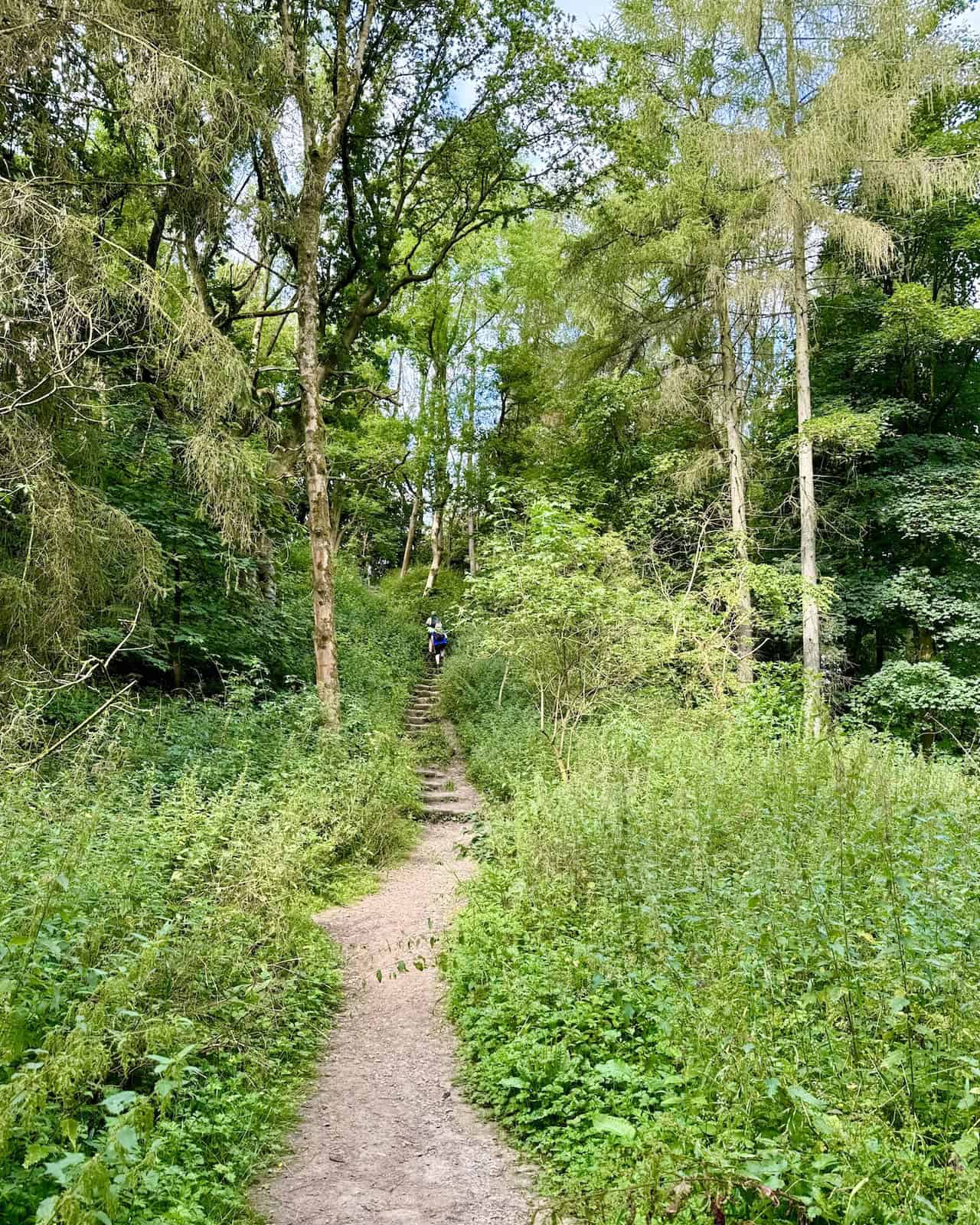 Stone steps leading out of a ravine, marking the exit from Blackdale Howl Wood.
