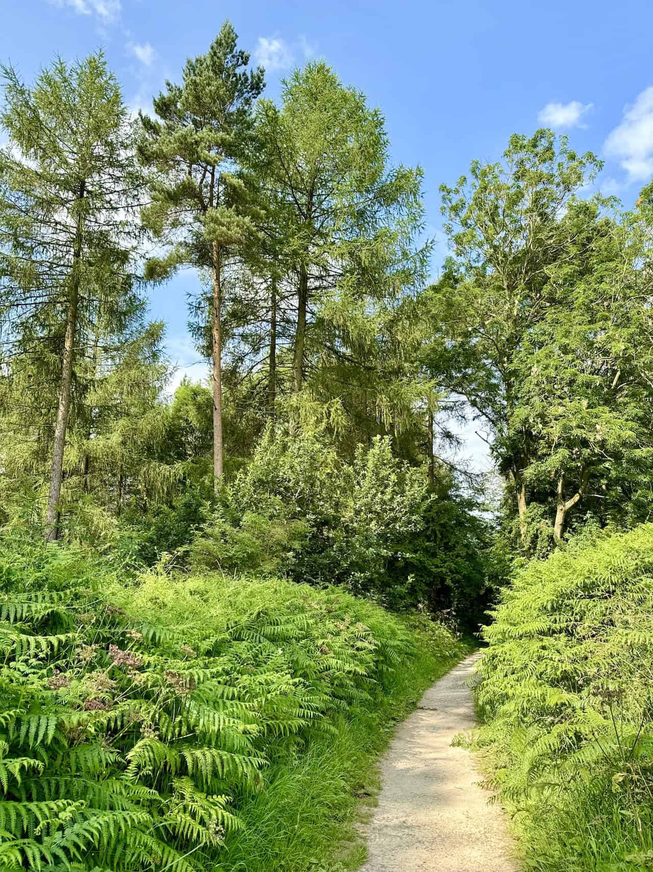 A tree-lined path along the northern boundary of Whinny Bank Wood, suitable for families.
