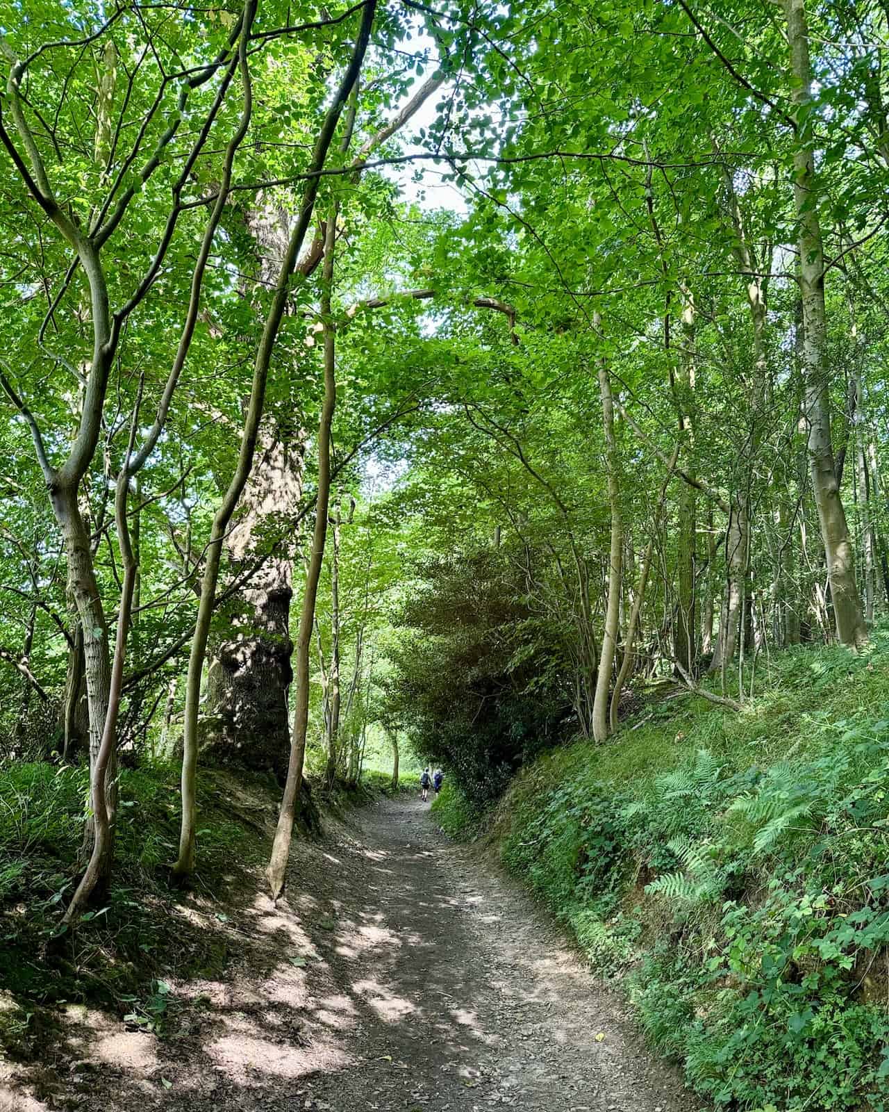 A stone-covered path through Quarry Bank Wood, part of the Cleveland Way National Trail.
