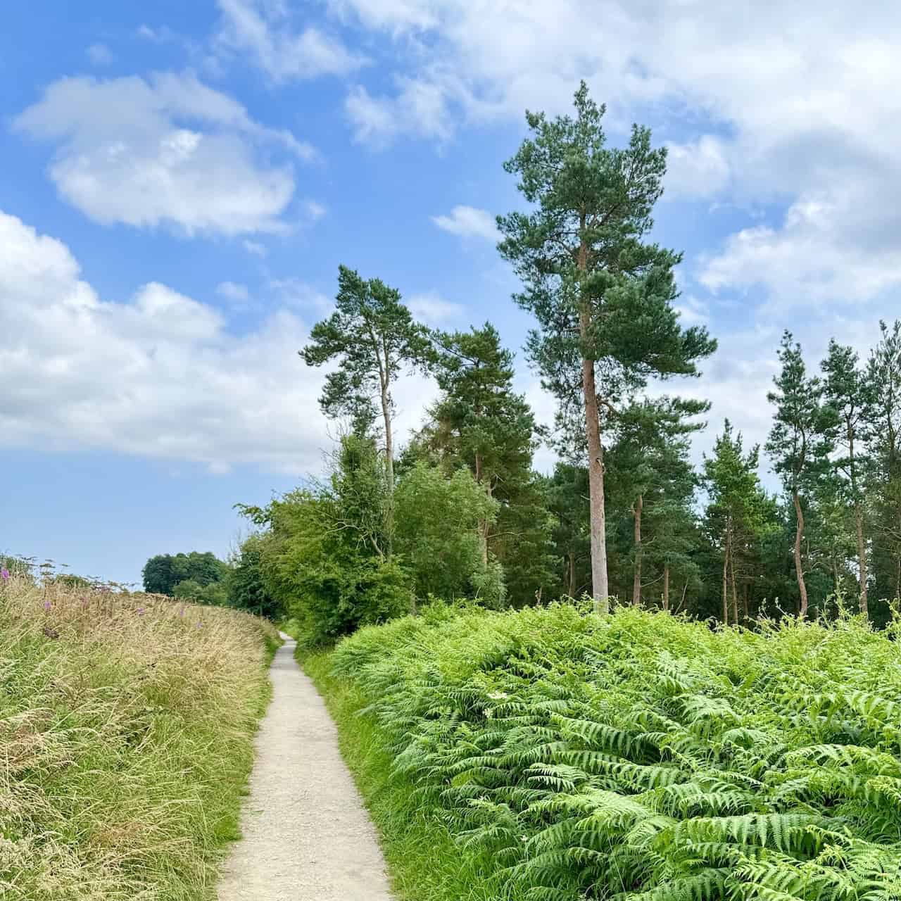 The walk returning to Helmsley along the Cleveland Way, passing through pleasant countryside.
