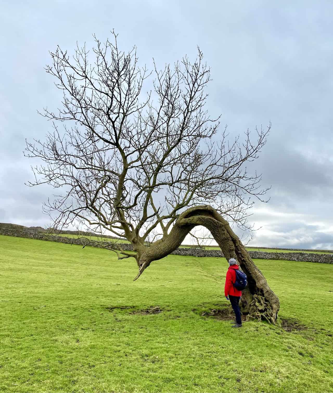 An impressive hollow ash tree, shaped by strong winds, standing as a reminder of nature's resilience.