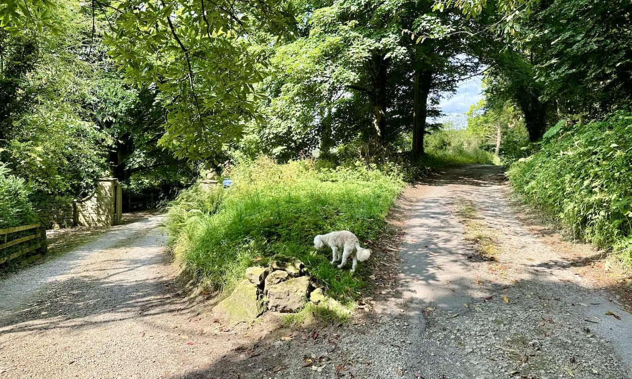 Track ascending towards Air Bank Wood, avoiding a private residence by taking the right-hand track uphill.
