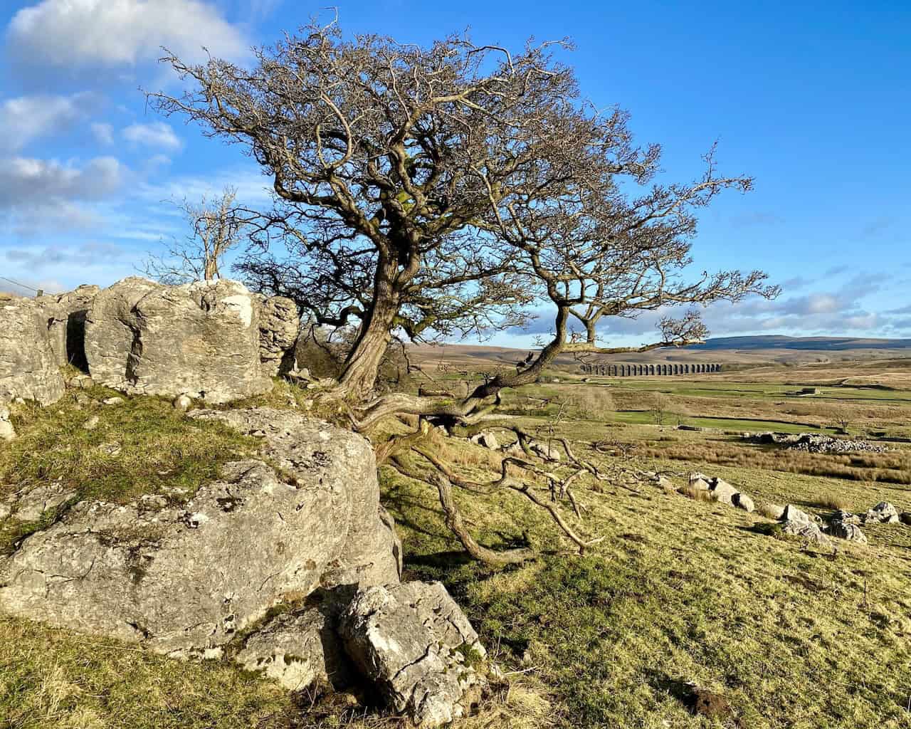 Wind-swept trees and rocky limestone outcrops seen along the Whernside circular walk, highlighting the rugged landscape.