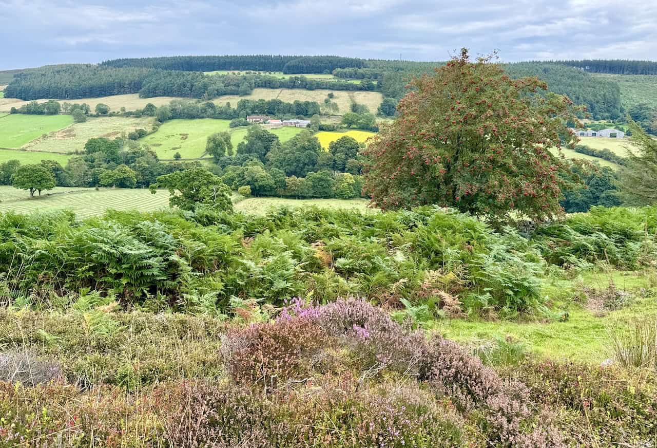 Looking north-east across the valley towards farms on Pry Hills Lane during the Rosedale Abbey walk.
