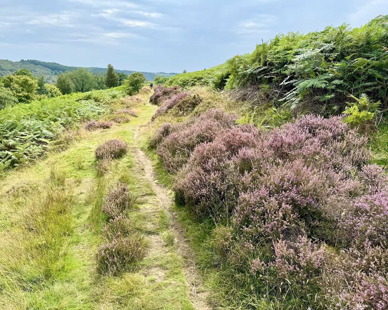 Summer vegetation along a scenic and easy-to-follow path on the Rosedale Abbey walk.
