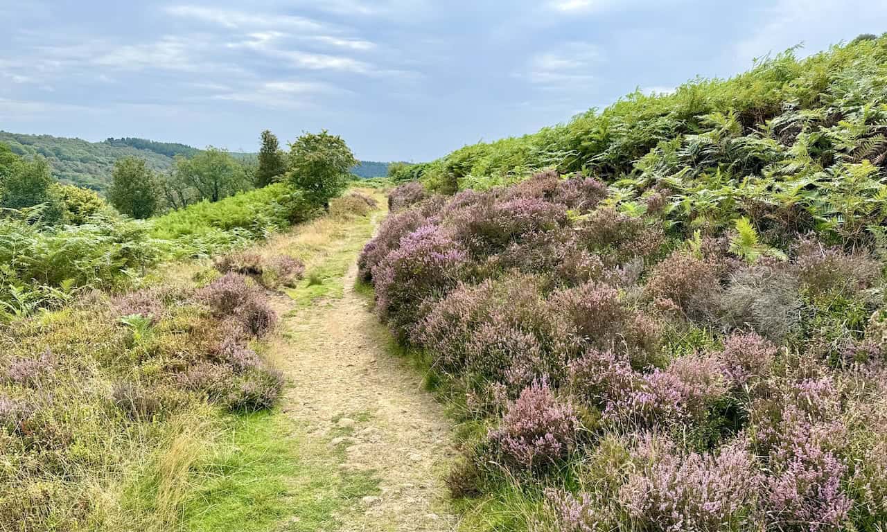 Summer vegetation along a scenic and easy-to-follow path on the Rosedale Abbey walk.
