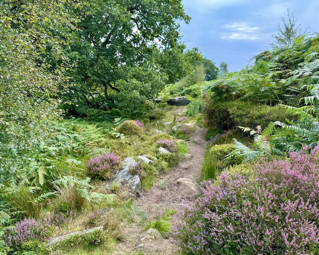 Slightly uneven but pleasant path half a mile south-east of Hollins Farm on the Rosedale Abbey walk.
