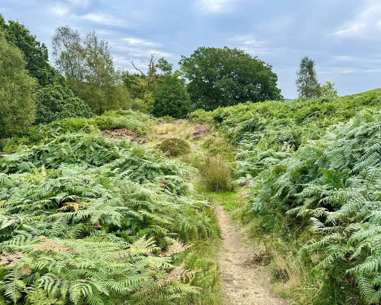 Countryside view lined with ferns, bracken, and trees along the path on the Rosedale Abbey walk.
