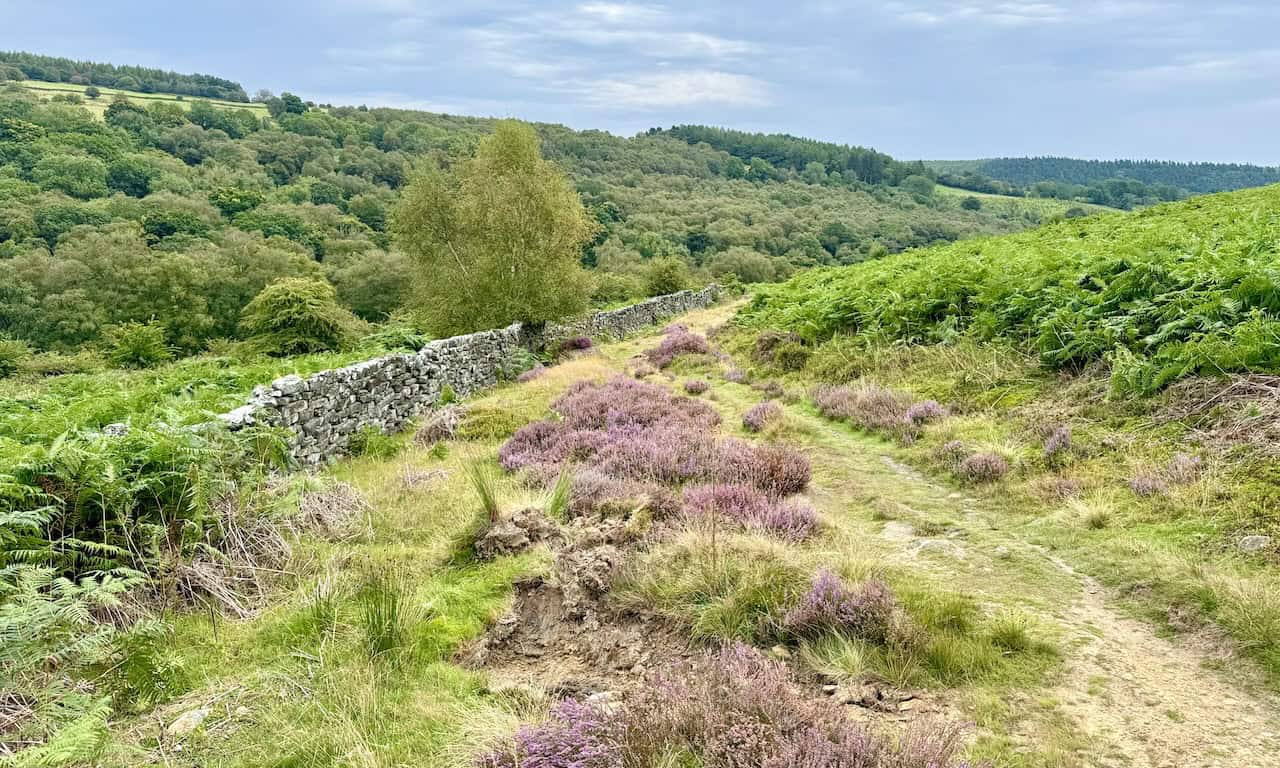 Path following a dry stone wall from Hollins Farm, offering natural guidance along the Rosedale Abbey walk.
