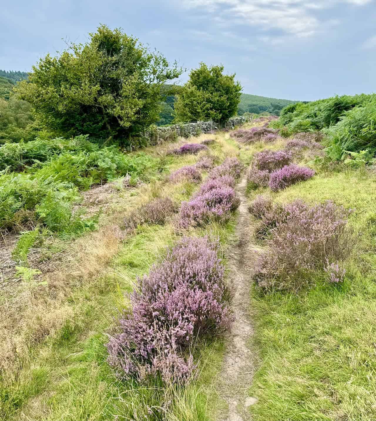 Path gradually changing direction from south-east to south on the Rosedale Abbey walk.
