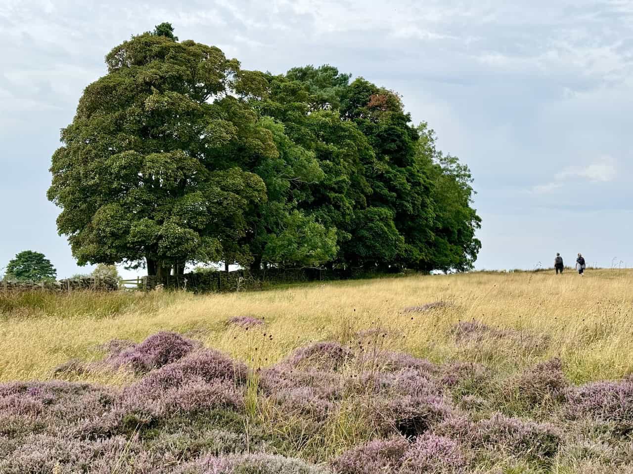 Row of large trees leading to a road into Lastingham village from the Rosedale Abbey walk.
